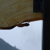 蝉