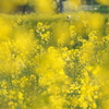 菜の花に包まれて