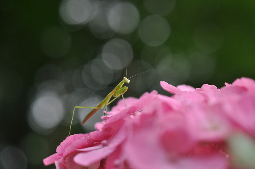 お花見