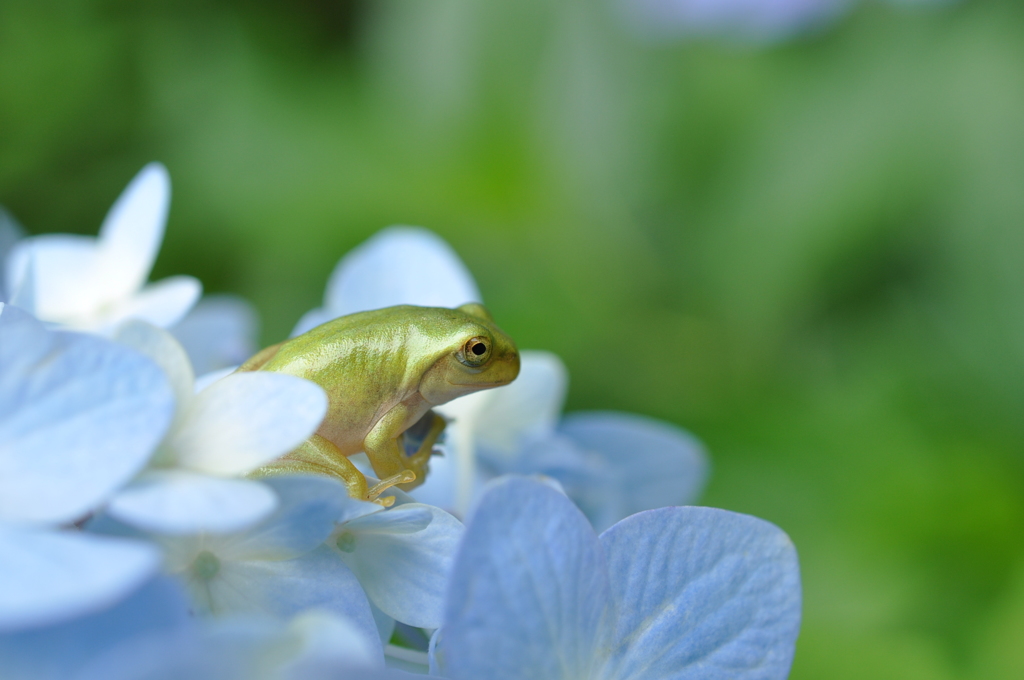 カエルとアジサイ