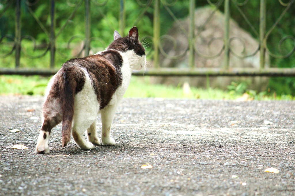 猫散歩