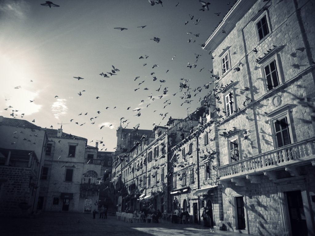 Pigeons in the square