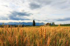 Golden Field