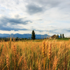 Golden Field