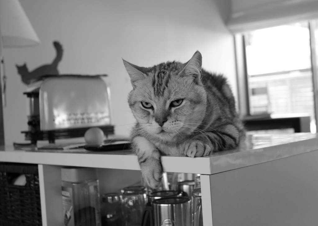 猛獣顔