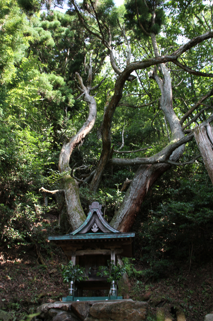 藤井 龍王社