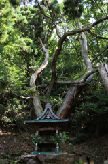 藤井 龍王社