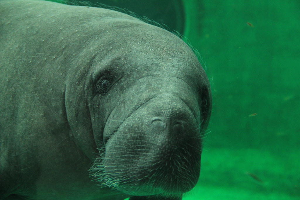 美ら海水族館