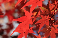 秋の京都（東福寺の紅葉）