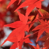 秋の京都（東福寺の紅葉）