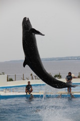 美ら海水族館