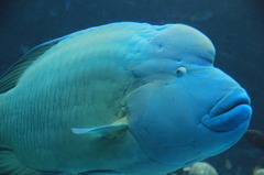 美ら海水族館