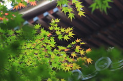 垣間見える秋のおとづれ