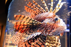 美ら海水族館