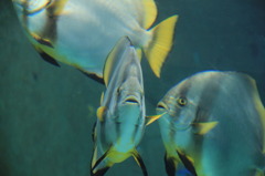 美ら海水族館