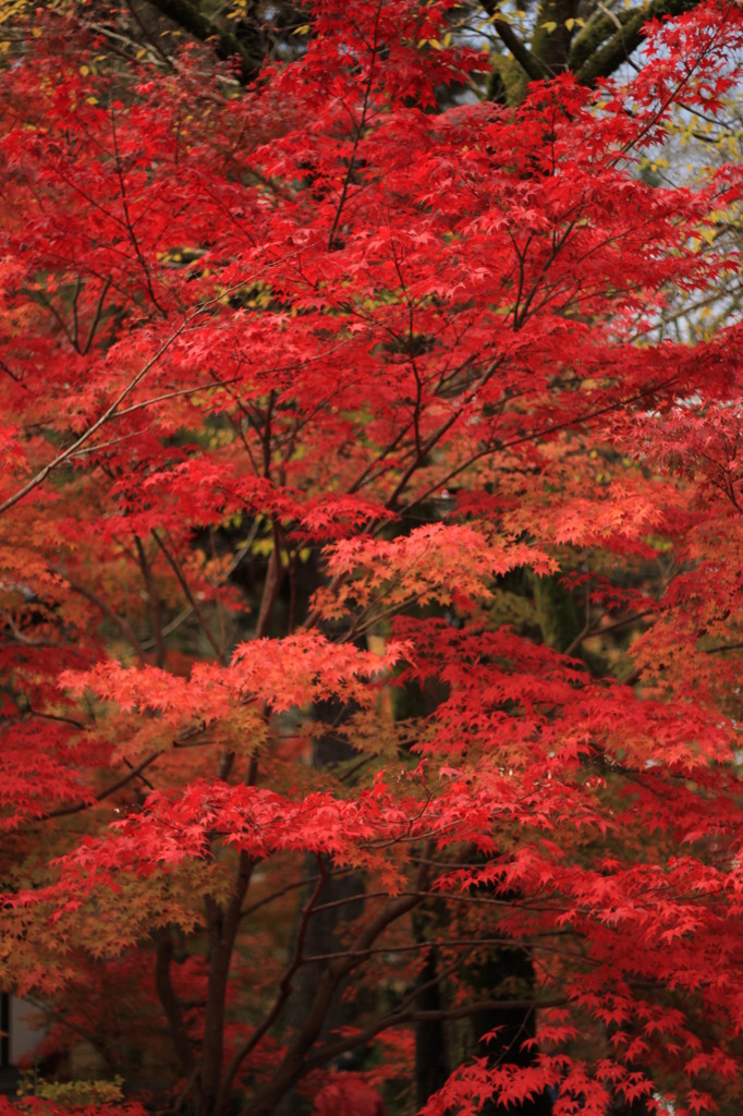 秋の京都