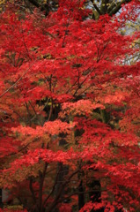 秋の京都