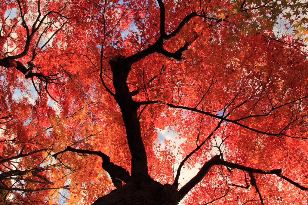空いっぱいの紅葉