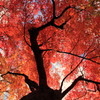空いっぱいの紅葉