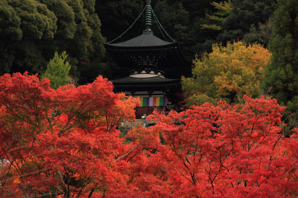秋の京都（永観堂にて）