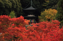 秋の京都（永観堂にて）