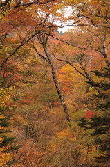 紅葉と古木
