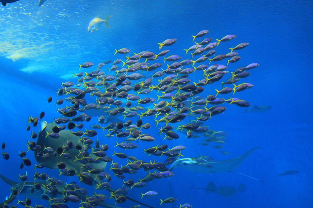 美ら海水族館