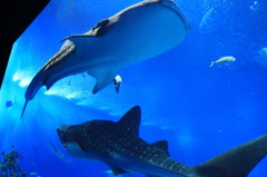 美ら海水族館