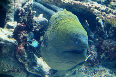 美ら海水族館