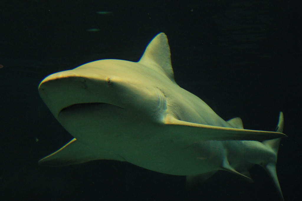 美ら海水族館