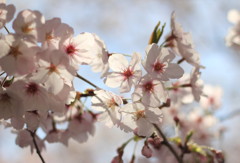 さくらの花弁