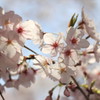 さくらの花弁