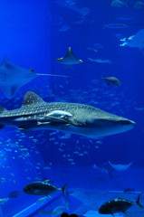 美ら海水族館
