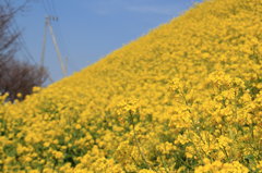 菜の花畑