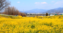 菜の花