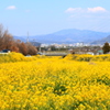菜の花