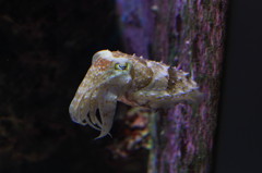 美ら海水族館