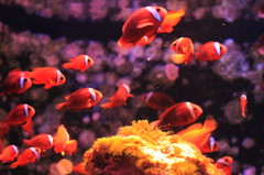 美ら海水族館