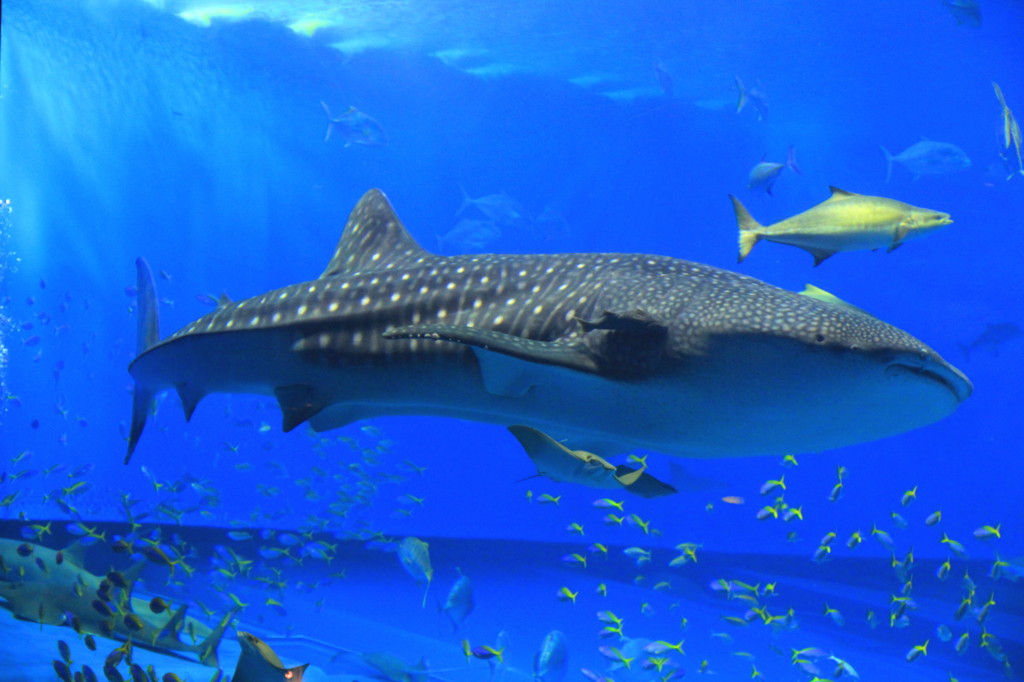 美ら海水族館