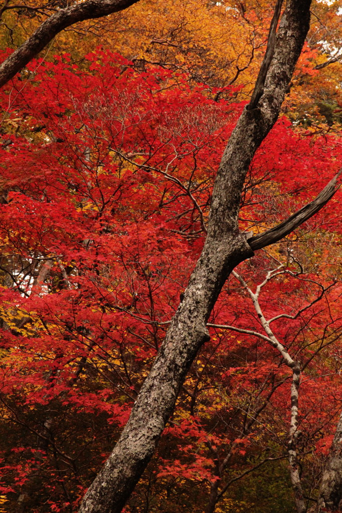 紅葉～石鎚スカイラインより