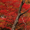 紅葉～石鎚スカイラインより