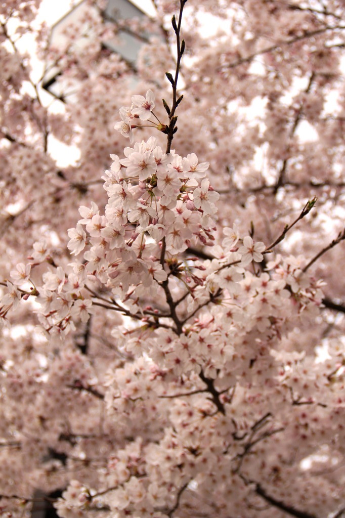 桜in松山ver3