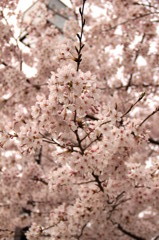桜in松山ver3