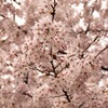 桜in松山ver3
