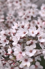 桜in松山ver.1