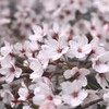桜in松山ver.1