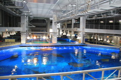 美ら海水族館