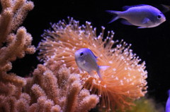 美ら海水族館
