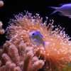 美ら海水族館