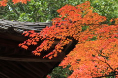 橙
